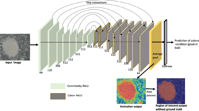 Figure 1 for Attention-effective multiple instance learning on weakly stem cell colony segmentation