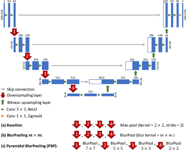 Figure 3 for Investigating Shift-Variance of Convolutional Neural Networks in Ultrasound Image Segmentation