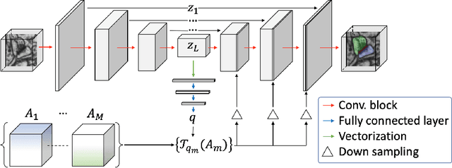 Figure 3 for Probabilistic Atlases to Enforce Topological Constraints