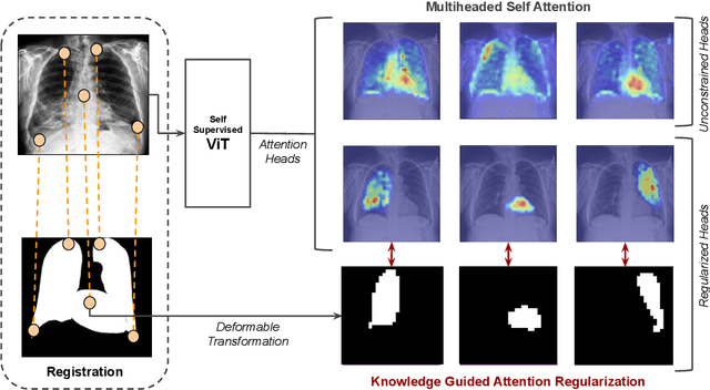 Figure 3 for Prior Knowledge-Guided Attention in Self-Supervised Vision Transformers