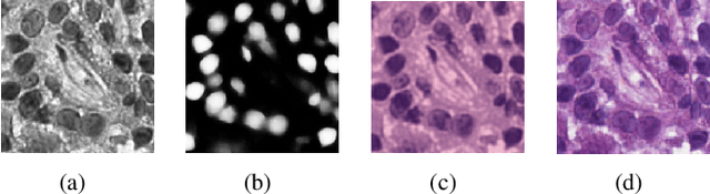 Figure 4 for Label Propagation for Annotation-Efficient Nuclei Segmentation from Pathology Images