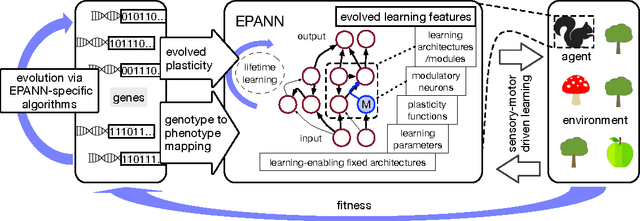 Figure 2 for Born to Learn: the Inspiration, Progress, and Future of Evolved Plastic Artificial Neural Networks