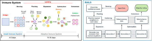 Figure 1 for RAILS: A Robust Adversarial Immune-inspired Learning System