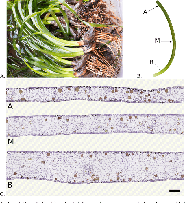 Figure 1 for Characterization of Posidonia Oceanica Seagrass Aerenchyma through Whole Slide Imaging: A Pilot Study