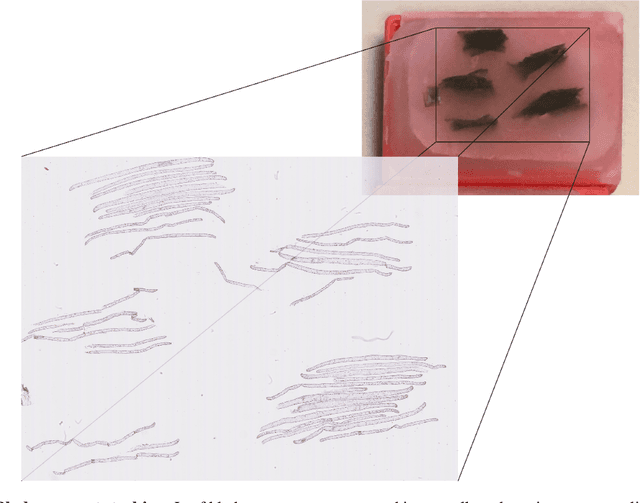 Figure 3 for Characterization of Posidonia Oceanica Seagrass Aerenchyma through Whole Slide Imaging: A Pilot Study