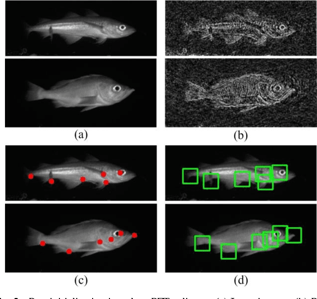 Figure 3 for A Feature Learning and Object Recognition Framework for Underwater Fish Images
