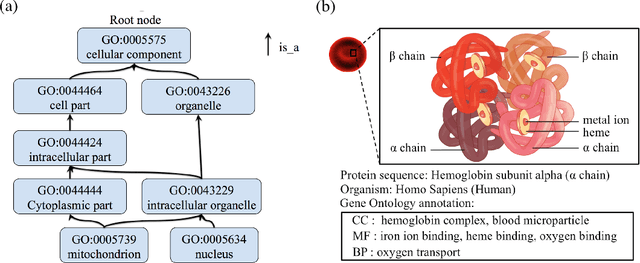 Figure 4 for Leveraging Sequence Embedding and Convolutional Neural Network for Protein Function Prediction