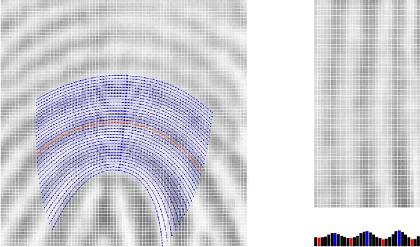 Figure 2 for Curved Gabor Filters for Fingerprint Image Enhancement