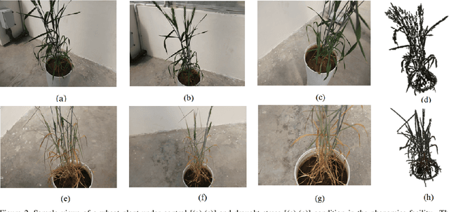 Figure 3 for Drought Stress Classification using 3D Plant Models