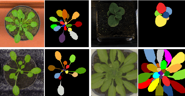 Figure 1 for LeafMask: Towards Greater Accuracy on Leaf Segmentation