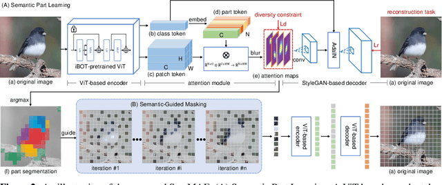 Figure 3 for SemMAE: Semantic-Guided Masking for Learning Masked Autoencoders