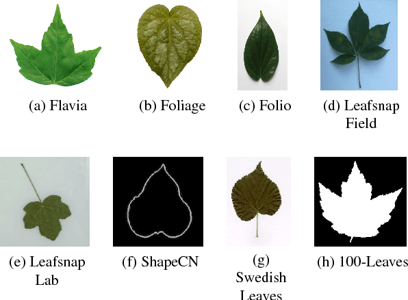 Figure 1 for Shape-only Features for Plant Leaf Identification