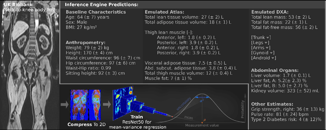 Figure 1 for MIMIR: Deep Regression for Automated Analysis of UK Biobank Body MRI