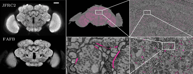 Figure 3 for Synaptic Cleft Segmentation in Non-Isotropic Volume Electron Microscopy of the Complete Drosophila Brain