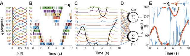 Figure 1 for An uncertainty principle for neural coding: Conjugate representations of position and velocity are mapped onto firing rates and co-firing rates of neural spike trains