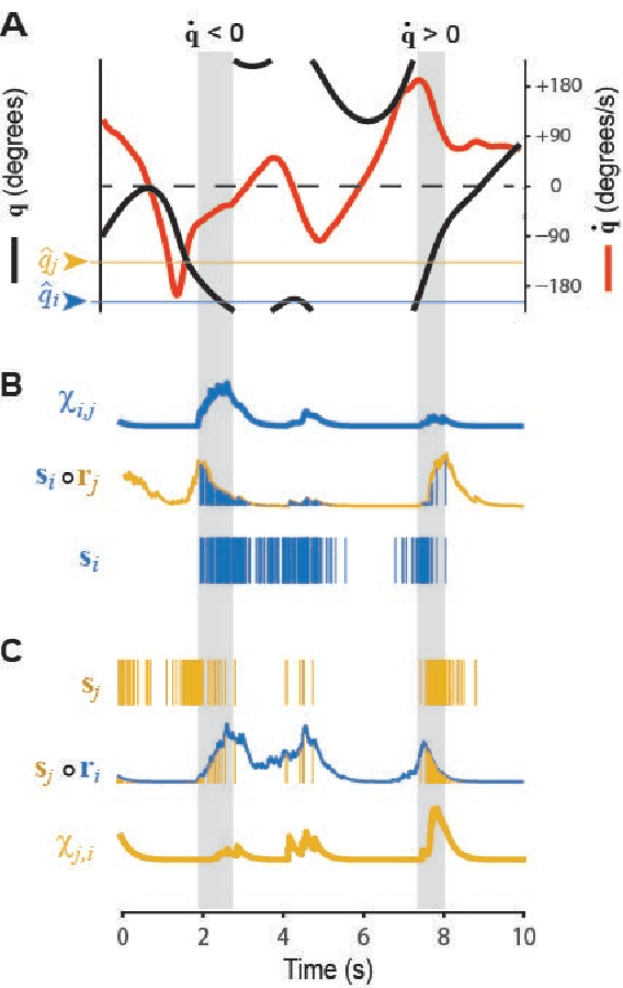 Figure 3 for An uncertainty principle for neural coding: Conjugate representations of position and velocity are mapped onto firing rates and co-firing rates of neural spike trains