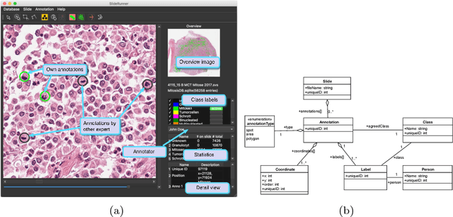 Figure 2 for SlideRunner - A Tool for Massive Cell Annotations in Whole Slide Images