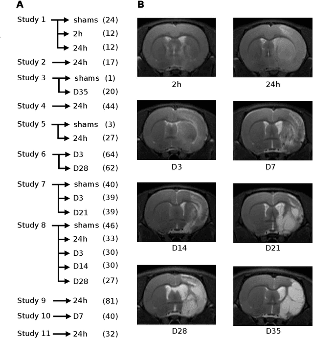 Figure 1 for Automatic hemisphere segmentation in rodent MRI with lesions