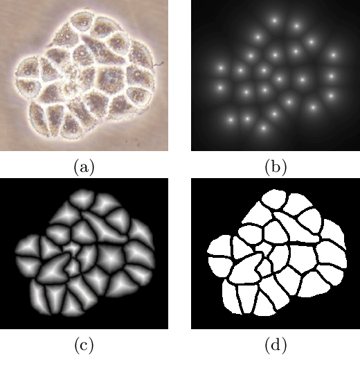 Figure 3 for DeepDistance: A Multi-task Deep Regression Model for Cell Detection in Inverted Microscopy Images
