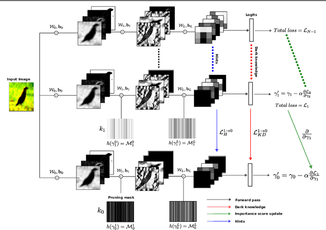 Figure 1 for Cascaded channel pruning using hierarchical self-distillation