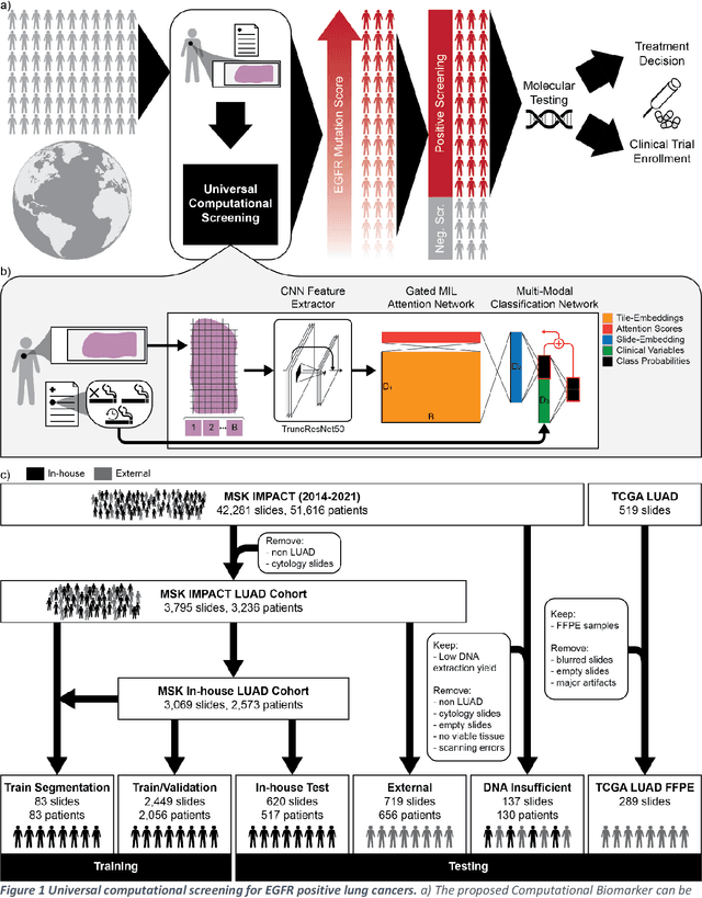 Figure 1 for H&E-based Computational Biomarker Enables Universal EGFR Screening for Lung Adenocarcinoma