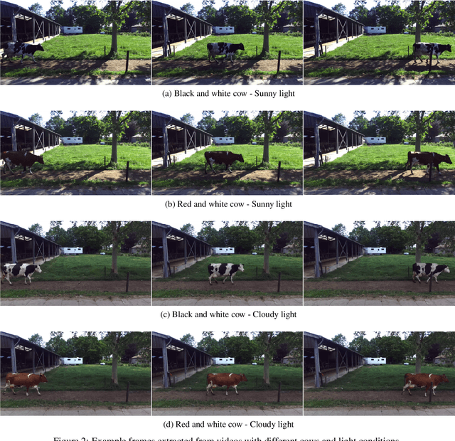 Figure 3 for T-LEAP: occlusion-robust pose estimation of walking cows using temporal information
