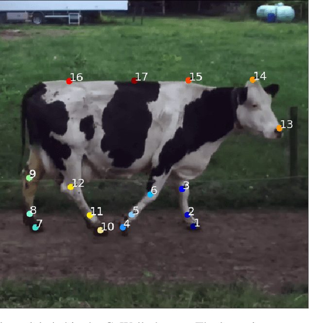 Figure 4 for T-LEAP: occlusion-robust pose estimation of walking cows using temporal information