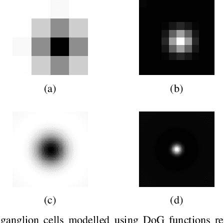Figure 2 for Implementing a foveal-pit inspired filter in a Spiking Convolutional Neural Network: a preliminary study
