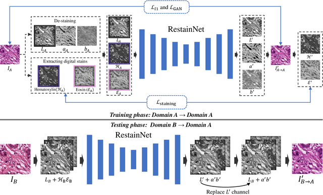 Figure 2 for RestainNet: a self-supervised digital re-stainer for stain normalization