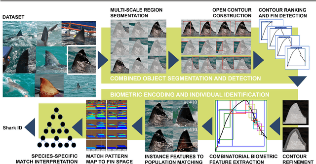 Figure 1 for Automated Visual Fin Identification of Individual Great White Sharks