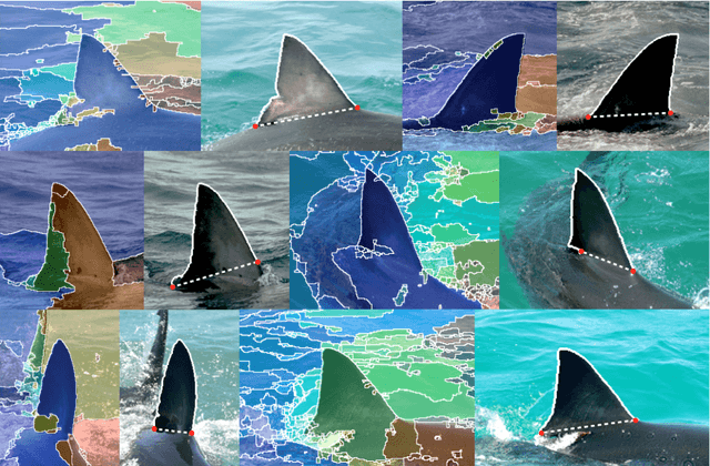 Figure 3 for Automated Visual Fin Identification of Individual Great White Sharks
