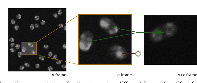 Figure 1 for Tracking-Assisted Segmentation of Biological Cells