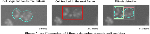 Figure 2 for Tracking-Assisted Segmentation of Biological Cells