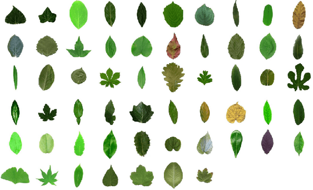 Figure 1 for Treelogy: A Novel Tree Classifier Utilizing Deep and Hand-crafted Representations