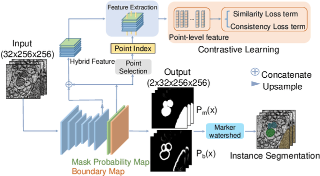 Figure 1 for Contrastive Learning for Mitochondria Segmentation