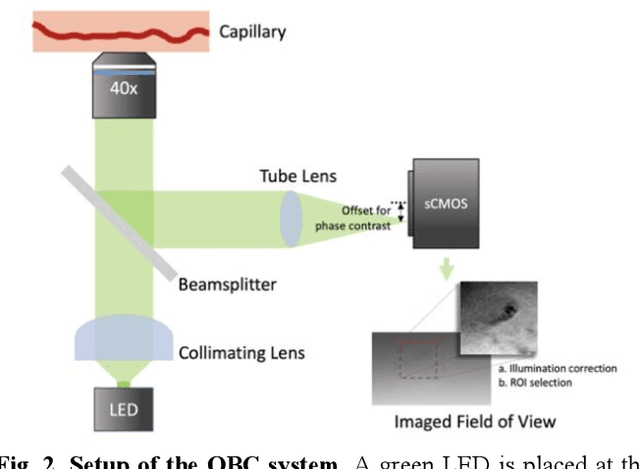 Figure 3 for A Deep Learning Bidirectional Temporal Tracking Algorithm for Automated Blood Cell Counting from Non-invasive Capillaroscopy Videos