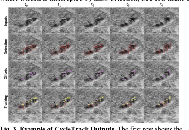 Figure 4 for Automated Blood Cell Counting from Non-invasive Capillaroscopy Videos with Bidirectional Temporal Deep Learning Tracking Algorithm