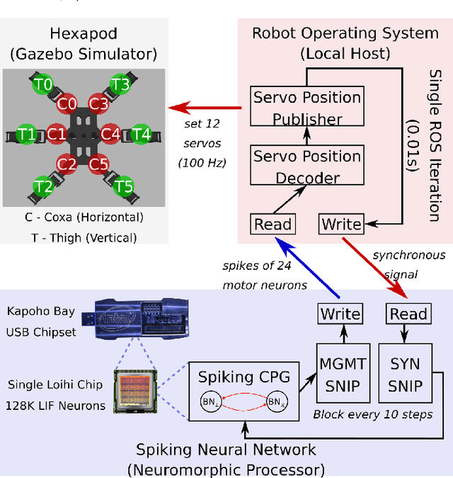 Figure 1 for An Astrocyte-Modulated Neuromorphic Central Pattern Generator for Hexapod Robot Locomotion on Intel's Loihi