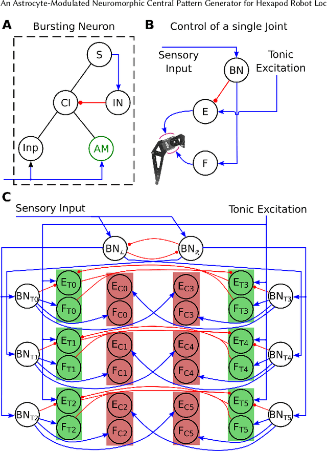 Figure 2 for An Astrocyte-Modulated Neuromorphic Central Pattern Generator for Hexapod Robot Locomotion on Intel's Loihi