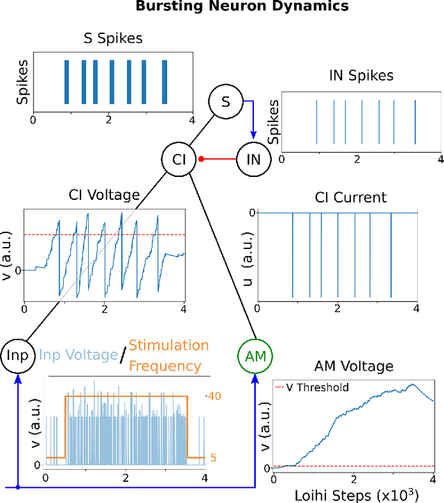 Figure 3 for An Astrocyte-Modulated Neuromorphic Central Pattern Generator for Hexapod Robot Locomotion on Intel's Loihi