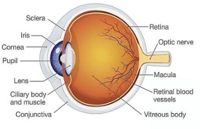 Figure 1 for Recent Developments in Detection of Central Serous Retinopathy through Imaging and Artificial Intelligence Techniques A Review
