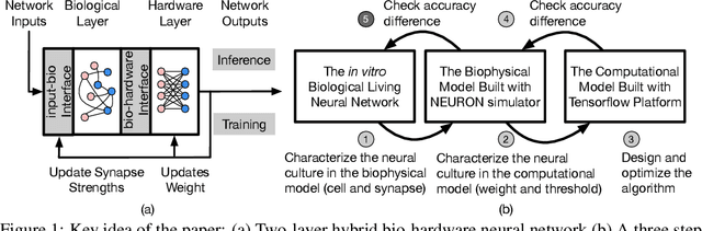 Figure 1 for Inference with Hybrid Bio-hardware Neural Networks