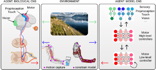 Figure 3 for Measuring and modeling the motor system with machine learning