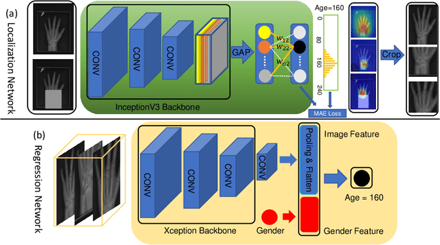 Figure 3 for Attention-Guided Discriminative Region Localization for Bone Age Assessment