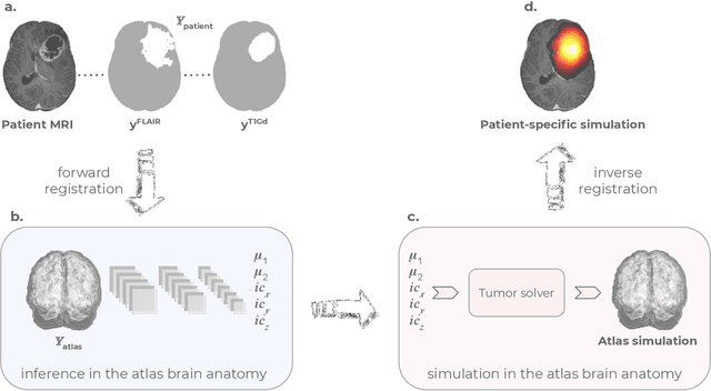 Figure 1 for Learn-Morph-Infer: a new way of solving the inverse problem for brain tumor modeling