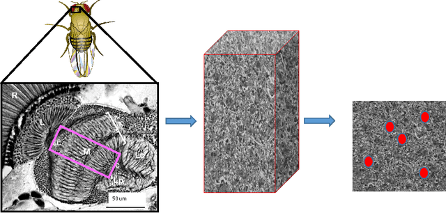 Figure 1 for Annotating Synapses in Large EM Datasets