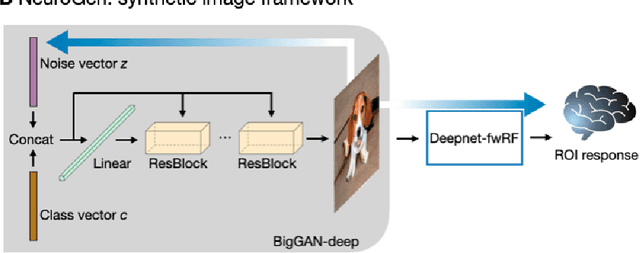 Figure 1 for NeuroGen: activation optimized image synthesis for discovery neuroscience