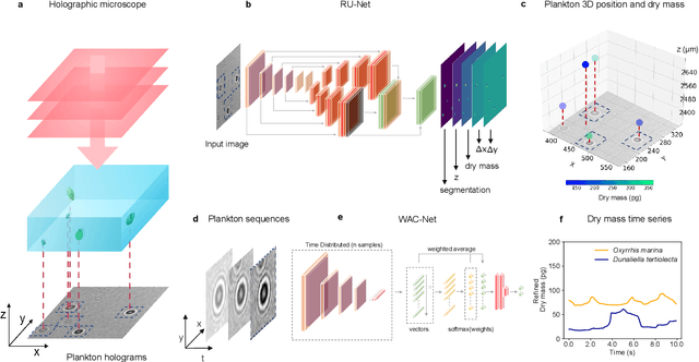 Figure 1 for Microplankton life histories revealed by holographic microscopy and deep learning