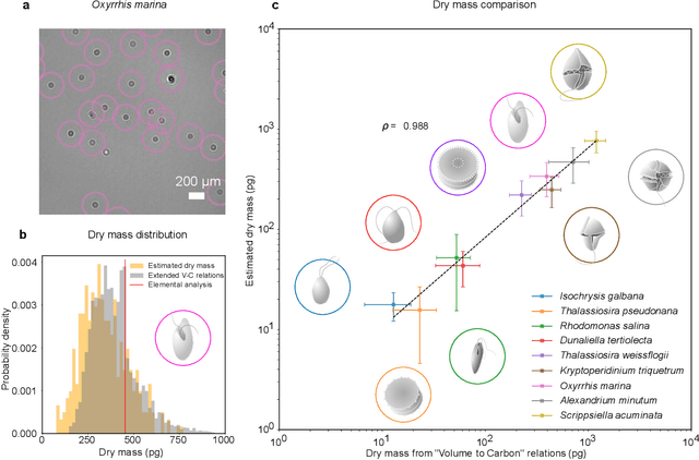 Figure 2 for Microplankton life histories revealed by holographic microscopy and deep learning