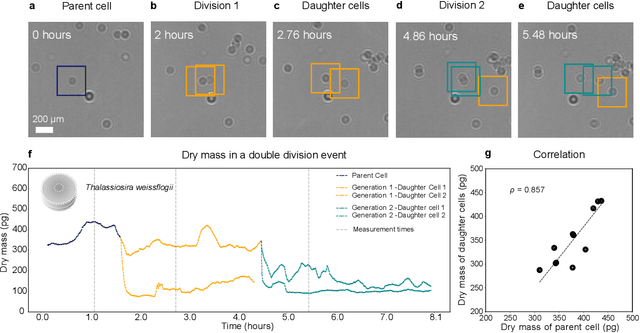 Figure 4 for Microplankton life histories revealed by holographic microscopy and deep learning